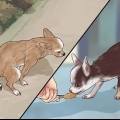 'N chihuahua maak 'n mens