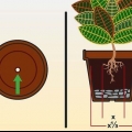 Versorging van 'n croton