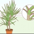 Die versorging van 'n dracaena