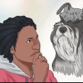Een dwergschnauzer opvoeden
