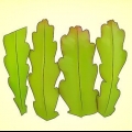 Kweek 'n epiphyllum cactus