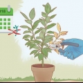 Snoei 'n ficus