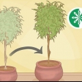 Verpot 'n ficusboom