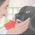 Een gebroken tand by 'n hond behandel