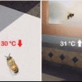Een gewond honingbij verzorgen