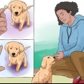 Een golden retriever puppy trainen