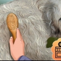Een goldendoodle versorgen