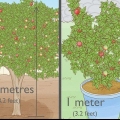 Plant 'n granaatboom