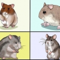 Een hamster kies