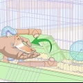 Een hamster trucjes leer