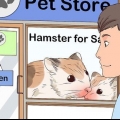 Een hamster versorgen