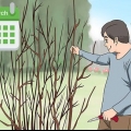 Snoei 'n hibiskusplant