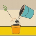 Versorging van 'n hibiskusplant