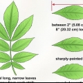 Identifiseer 'n hickory boom