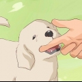 Een hond afleren om te byten