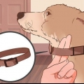 Een hond afleren om te trek