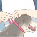 Een hond daarvan weerhouden om aan 'n wond te likken