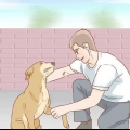 Een hond help herstellen van 'n gebroke poot