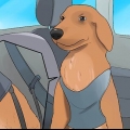 Een hond kalmeren die nerveus is in die auto