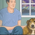 Een hond kalmeren tydens 'n onweersbui