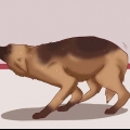 Een hond kalmeren