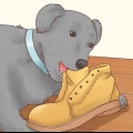 Een hond laat ophouden met grond eten