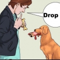 'N hond leer te apporteren