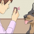 Een hond leer te lachen