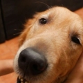 Een hond masseren