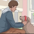 Een hond uitlaten