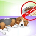 Een hond van buikpijn genezen