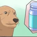 Een hond veilig verdoven