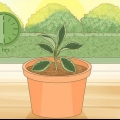 Sorg vir 'n hoya-plant