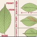 Herken 'n elm