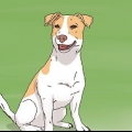Een jack russell hondjie uitkiezen