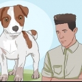 Een jack russell terrier gelukkig hou