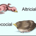 Een jong vogeltje voeden