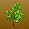 Oorplanting van 'n jong boom
