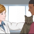 Een kat kalmerende middelen gee