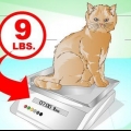 Een kat laten aankomen