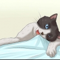 Een kat laat ophouden met kauwen