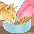 Een kat laten stoppen met mauwen