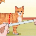 Een kat leer aan die riem te loop