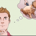 Een kat scheren