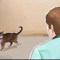 Een kat maak