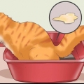 Een kat van constipatie genezen