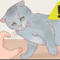 Een kat vashouden