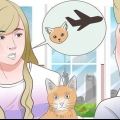 Een kat vervoeren met die vliegtuig