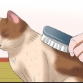 Een kat versorgen