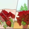 Een kerstster laten groeien